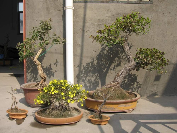 錦雞兒盆景圖片