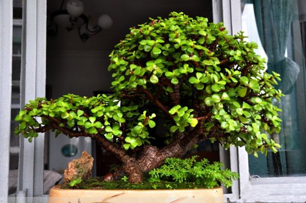 金枝玉葉盆景美圖