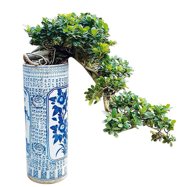 金枝玉葉盆景的圖片