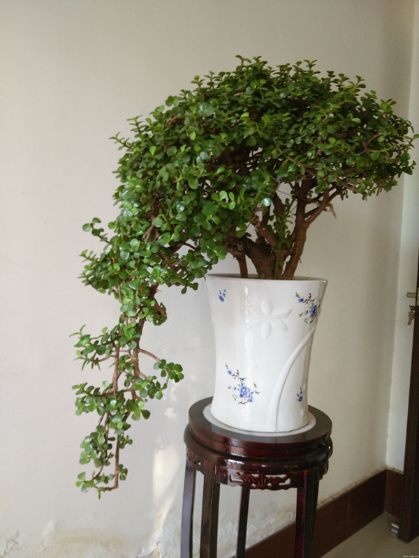 金枝玉葉盆景圖片