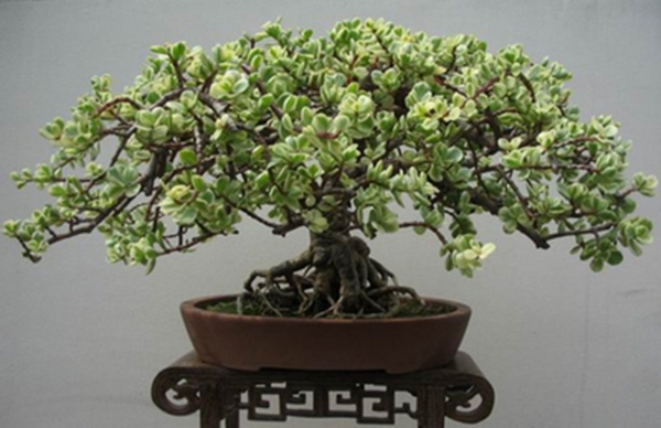 金枝玉葉——盆景