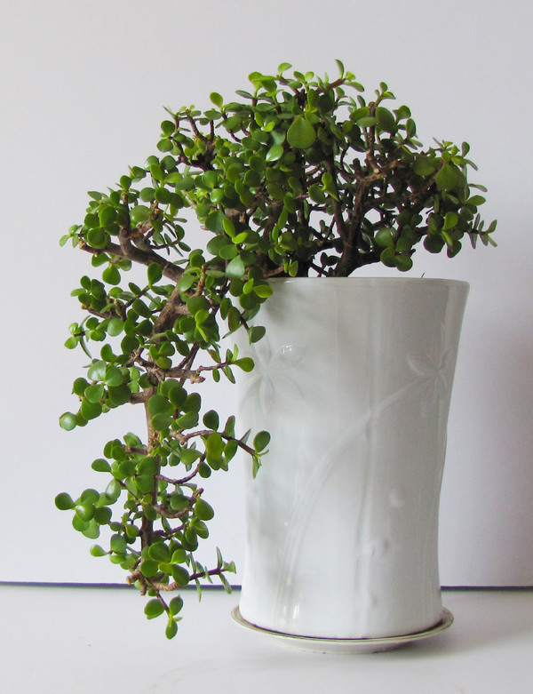 永結同心，金枝玉葉——盆