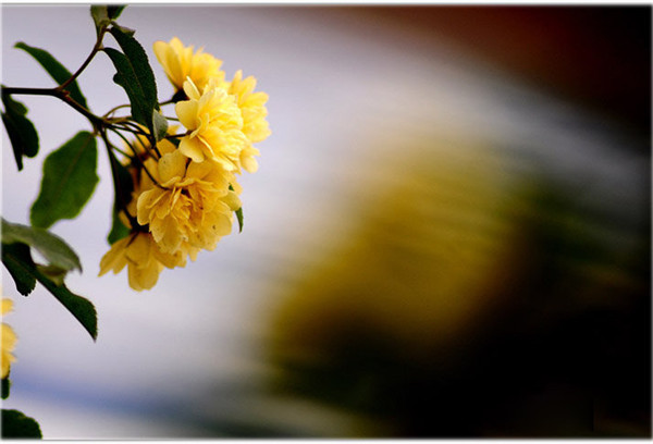 黃色木香花精美圖片