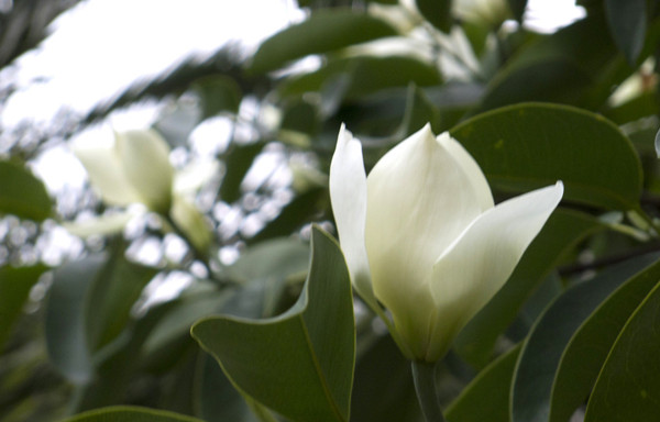 她在叢中，深山含笑