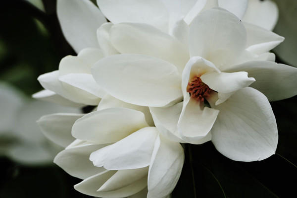 她在叢中，深山含笑