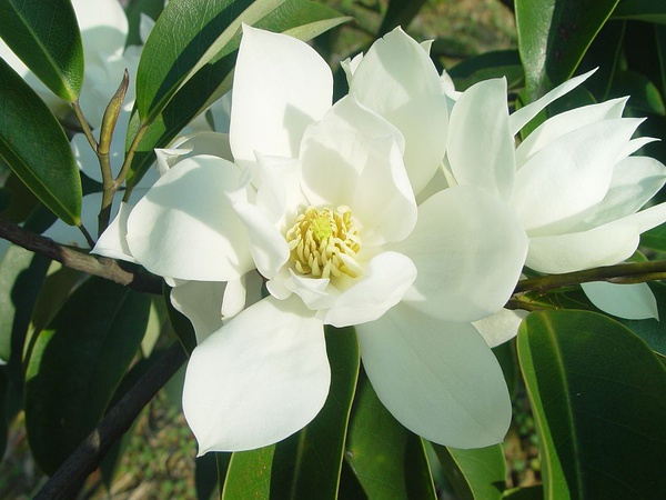 她在叢中，深山含笑