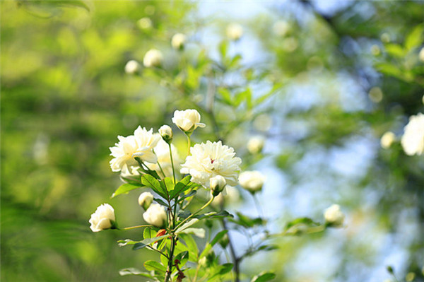 白色木香花高清圖片