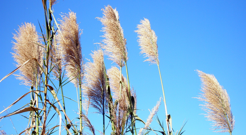 迎風(fēng)的蘆葦