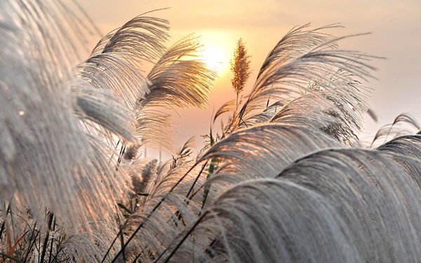 隨風(fēng)飄蕩的蘆葦