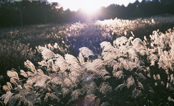 蘆花蕩里的蘆葦