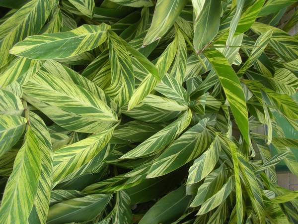 花葉交織的艷山姜