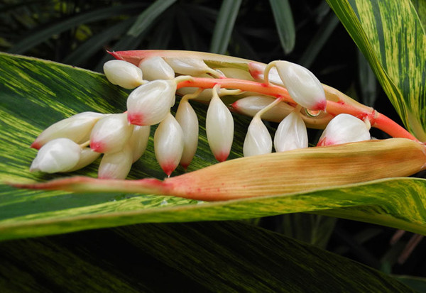 花葉交織的艷山姜