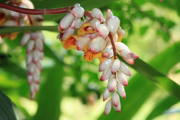 花葉交織的艷山姜