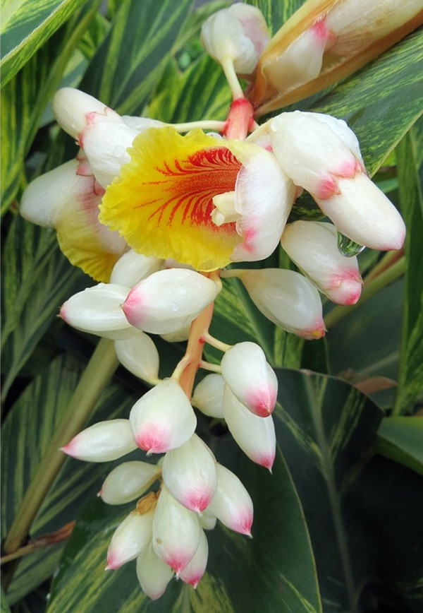 花葉交織的艷山姜