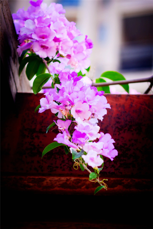 疑是紫藤駕云來，秀色可餐