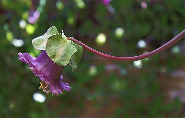 我愿做個電燈泡，照亮整個