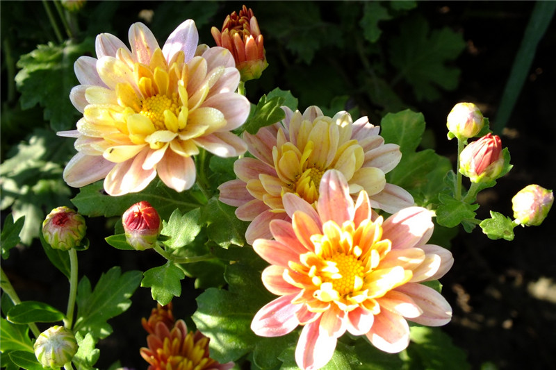 陽臺(tái)上的地被菊