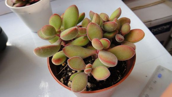 若歌詩圖片賞析