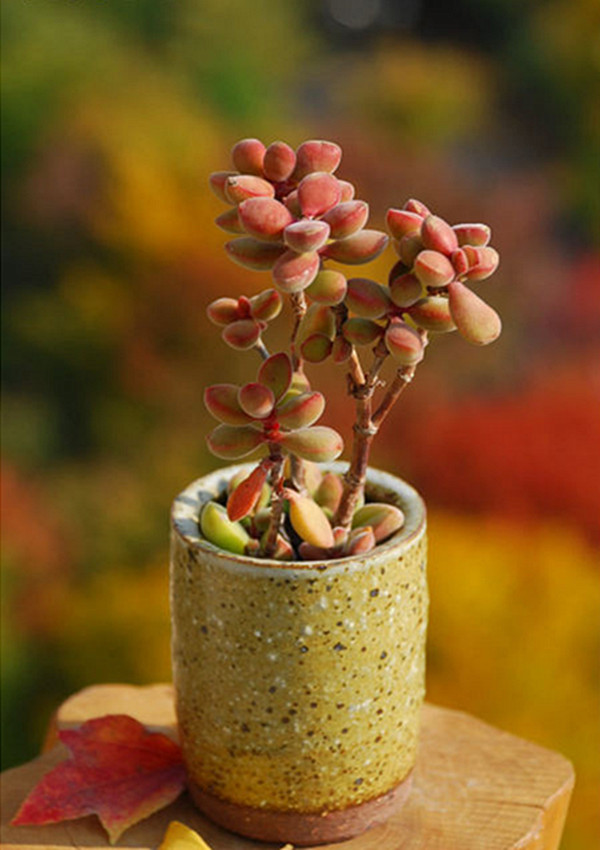 若歌詩圖片賞析