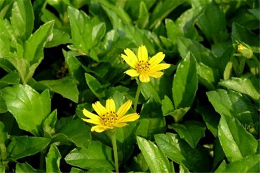 蟛蜞菊在發(fā)光