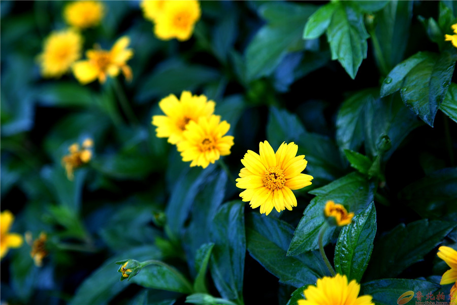 搶鏡的蟛蜞菊葉片