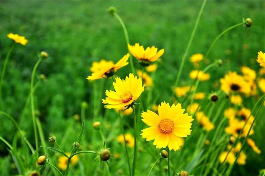 清新的原野黃黃的蟛蜞菊