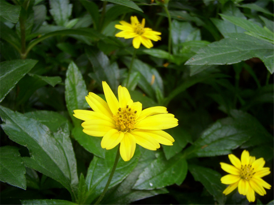 蟛蜞菊美圖賞析