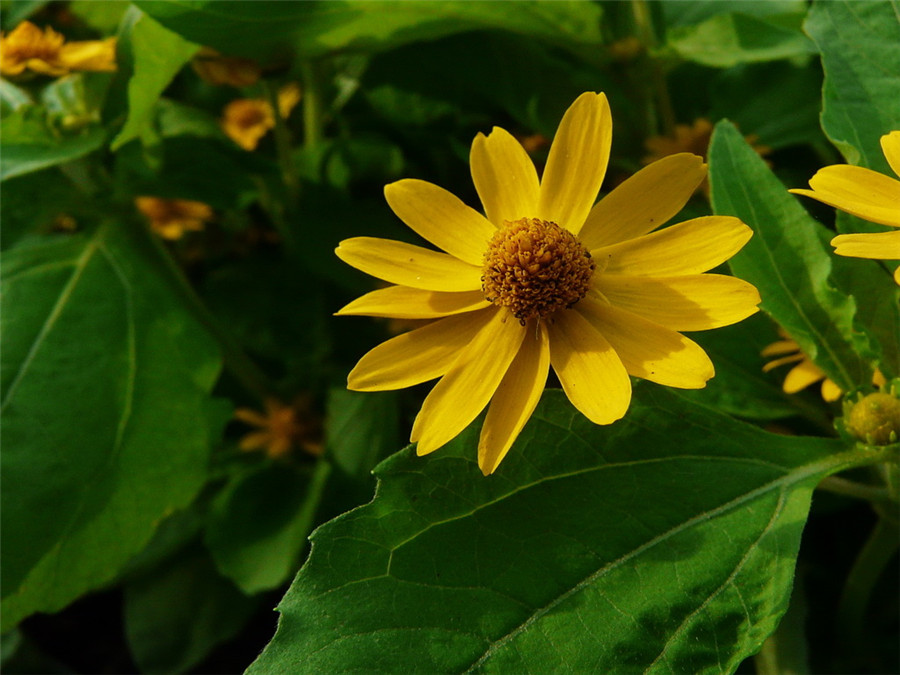 另外一株想靜靜的皇帝菊