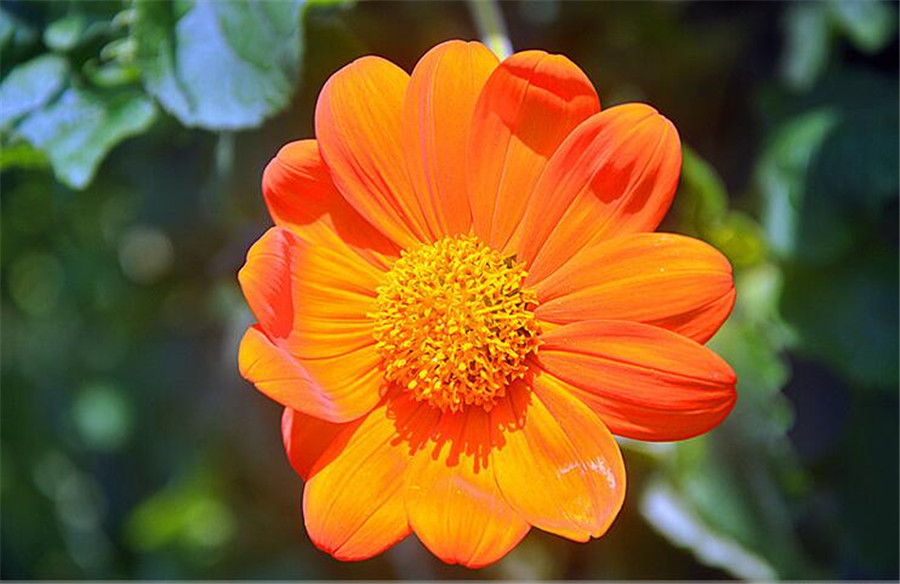 天線寶寶皇帝菊