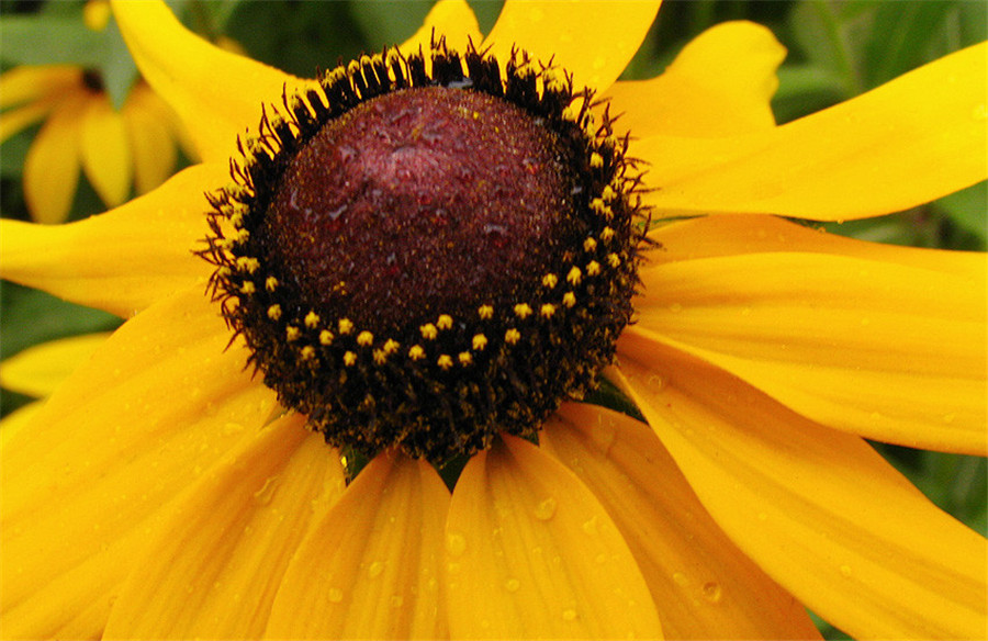 大漢天子皇帝菊
