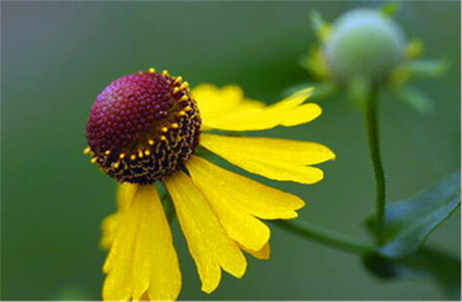 送你一顆心——堆心菊