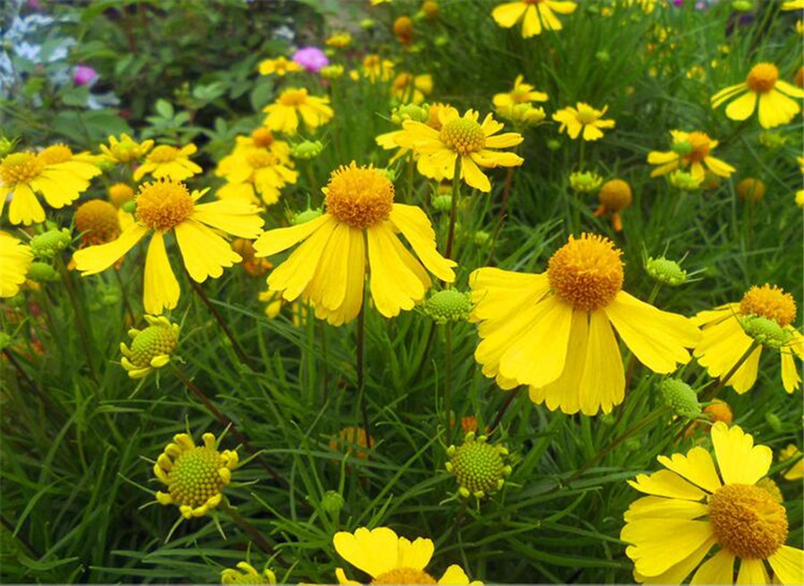 堆心菊美圖賞析