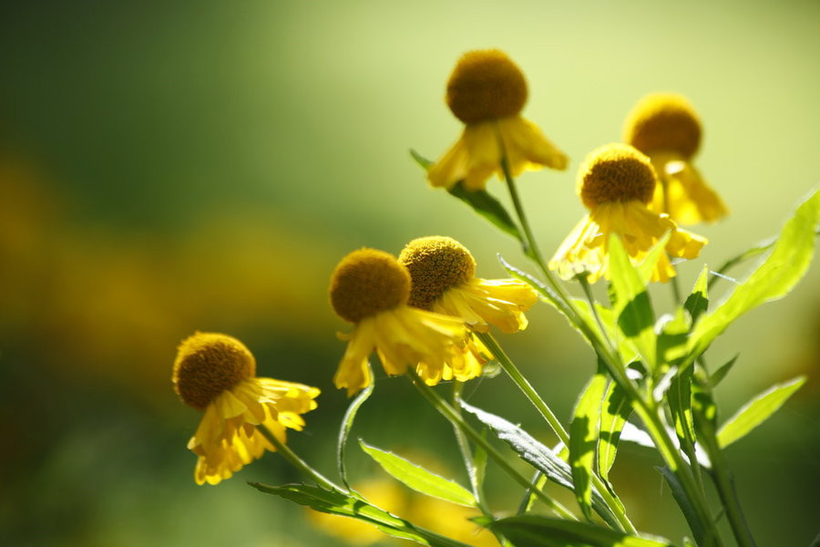 送你一顆心——堆心菊