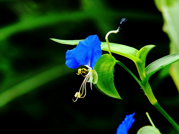 鴨舌草美圖欣賞