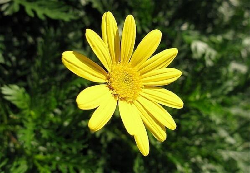 茼蒿菊的鮮艷花朵