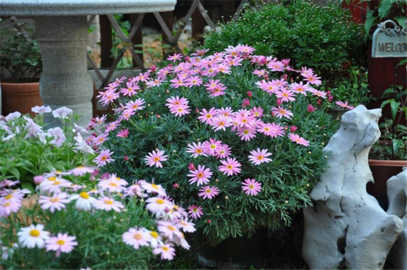 花園一角茼蒿菜