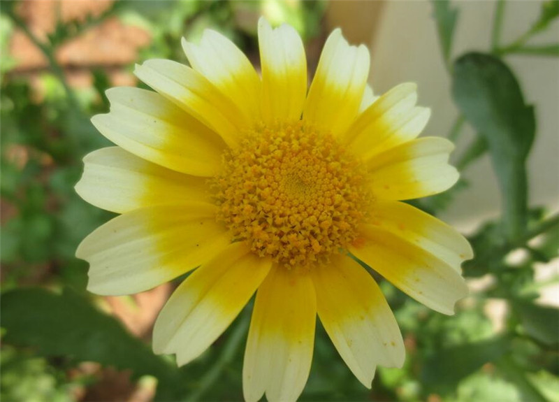 茼蒿菊還是茼蒿菜