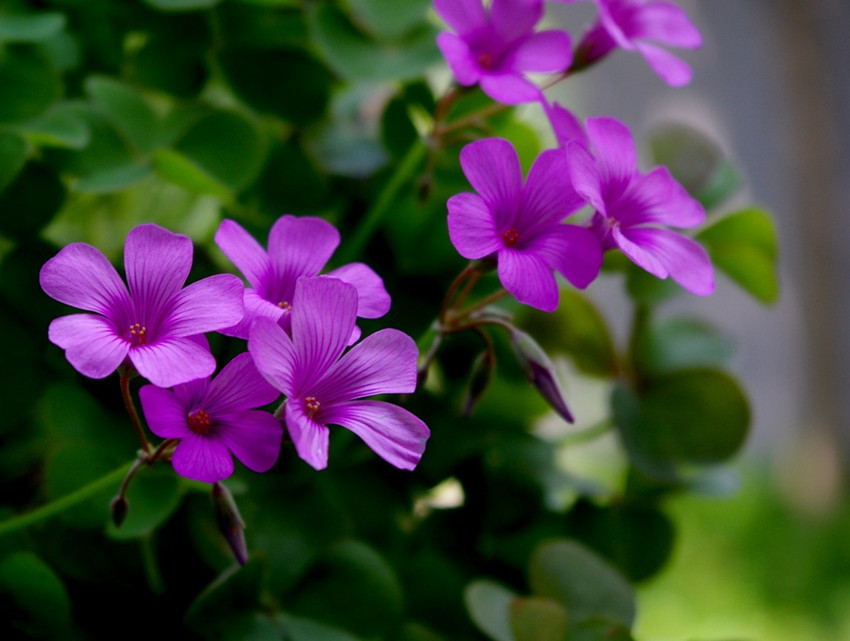 兒時(shí)常見的酢漿草