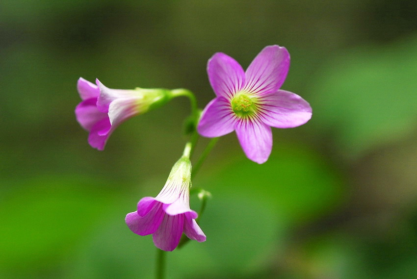 幸運(yùn)酢漿草