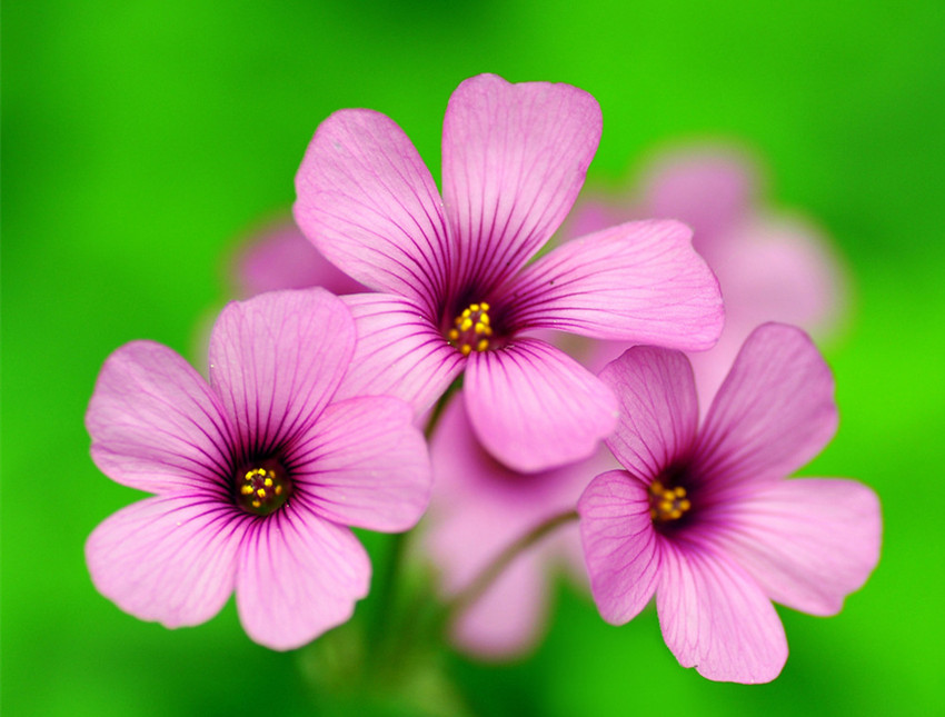 兒時常見的酢漿草