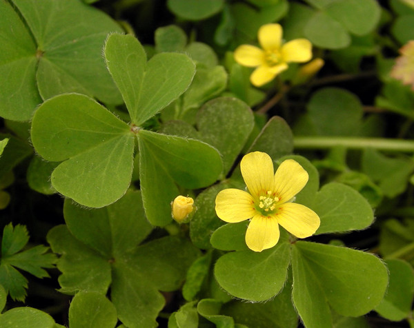 旺盛的黃花酢漿草