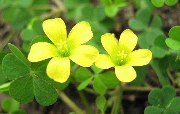明麗的黃花酢漿草