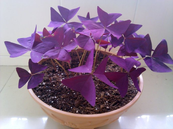 家養(yǎng)紫葉酢漿草