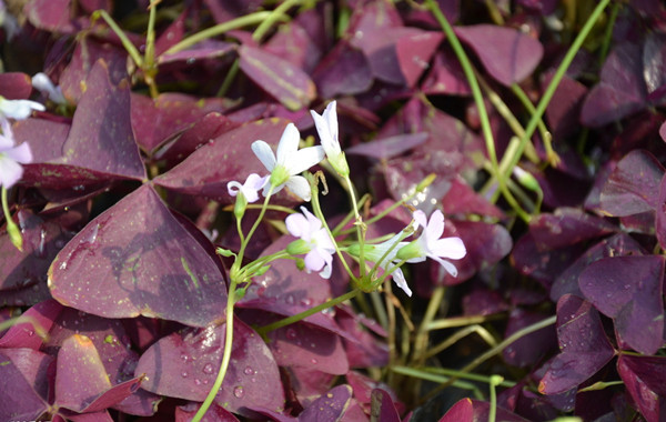 雨后的紫葉酢漿草