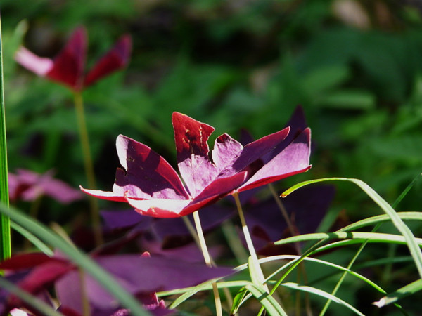 神奇的紫葉酢漿草