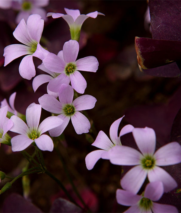 神奇的紫葉酢漿草
