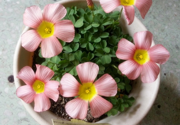 不大的大花酢漿草