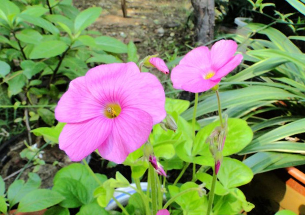 大花酢漿草美圖