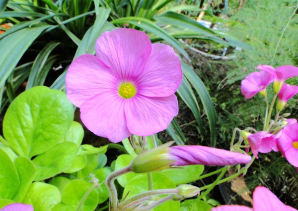 不大的大花酢漿草