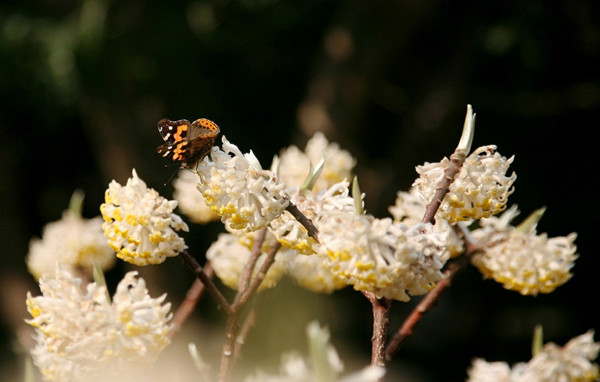 結(jié)香的美圖
